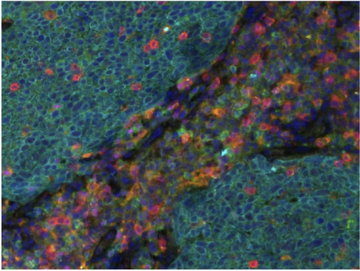 Pyeon Lab research image