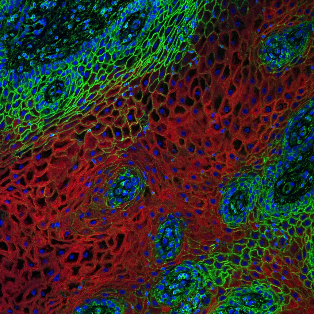 Pyeon Lab research image