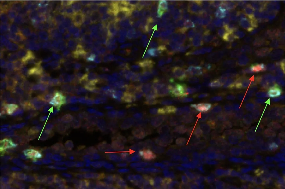 Pyeon Lab research image